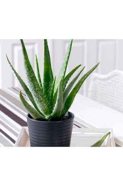 Alovera Çiçeği Fidanı Saksılı 10-20 cm ürün görseli