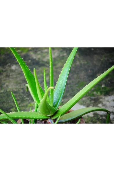 Alovera Çiçeği Fidanı Saksılı 10-20 cm - Resim 3