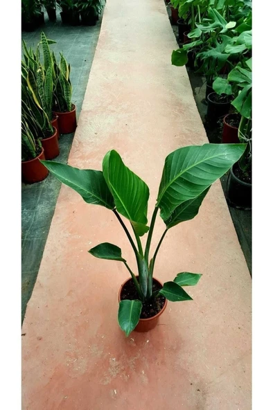 Starliçe Cennet Kuşu Strelitzia Nicolai Orta Boy 60-90 Cm - Resim 2
