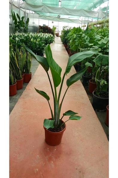 Starliçe Cennet Kuşu Strelitzia Nicolai Orta Boy 60-90 Cm ürün görseli
