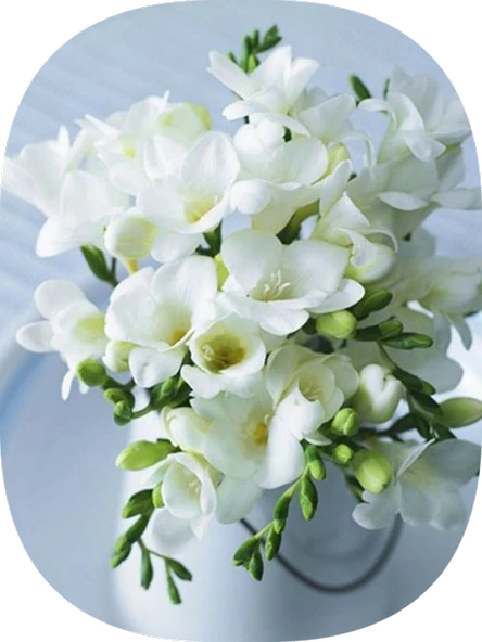 2 Adet Beyaz Frezya Soğanı Katmerli ürün görseli