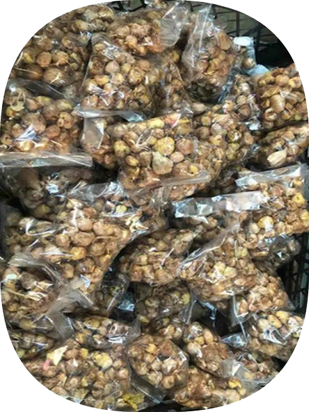 2 Adet Bordo Frezya Soğanı Mis Kokulu - Resim 2