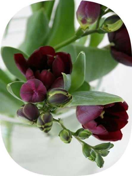 15 Adet Bordo Frezya Soğanı ürün görseli