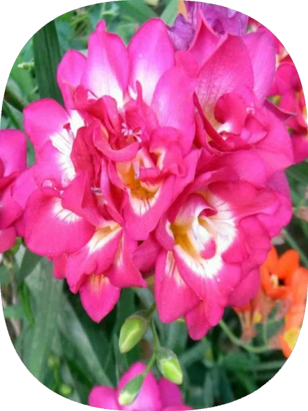 10 Adet Pembe Frezya Soğanı ürün görseli