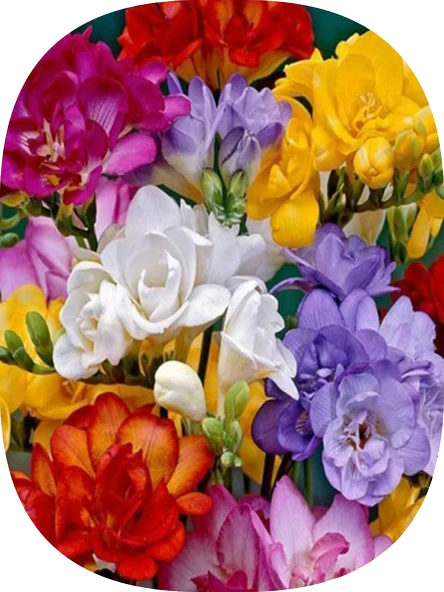 3 Adet Karışık Renk Frezya Soğanı Mis Kokulu Katmerli ürün görseli