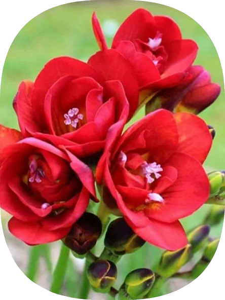 20 Adet Kırmızı Frezya Soğanı Katmerli ürün görseli