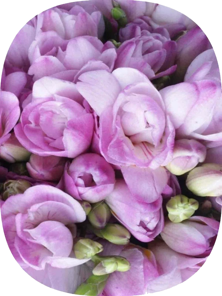 10 Adet Lila Frezya Soğanı Mis Kokulu Katmerli ürün görseli