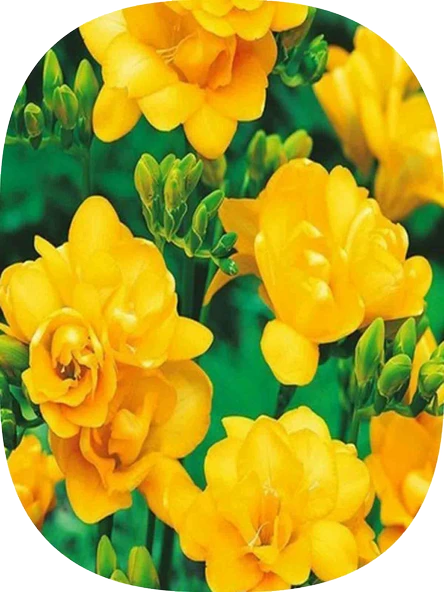 10 Adet Sarı Frezya Soğanı ürün görseli