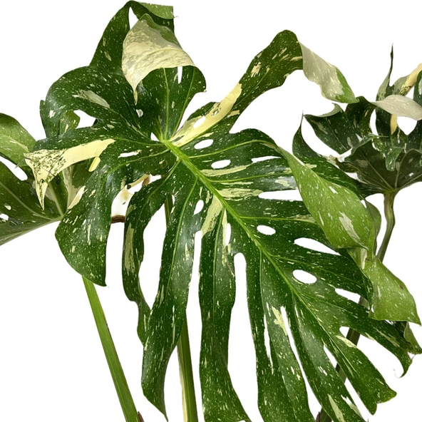Monstera Deliciosa 'Thai Constellation' (Deve Tabanı) - Resim 2