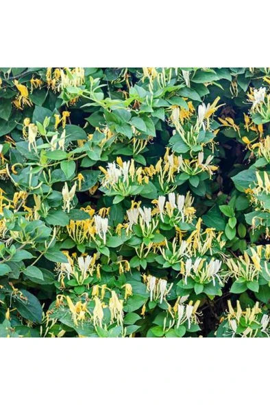 Yoğun Kokulu Hanımeli Fidanı 10-20 cm ürün görseli