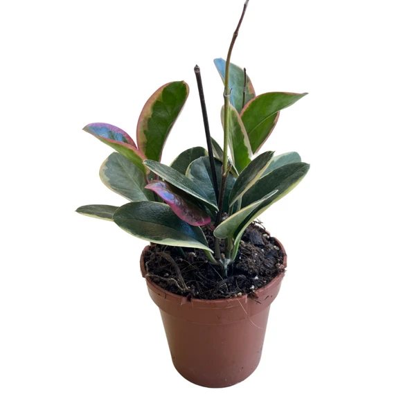 Hoya Australis 'Blondie' (Mum Çiçeği) ürün görseli