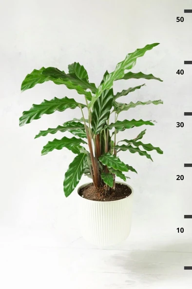 Calathea Rufibarba Wavestar Kalatya Dua Çiçeği Canlı Salon Bitkisi 20 - 40 Cm - Resim 4