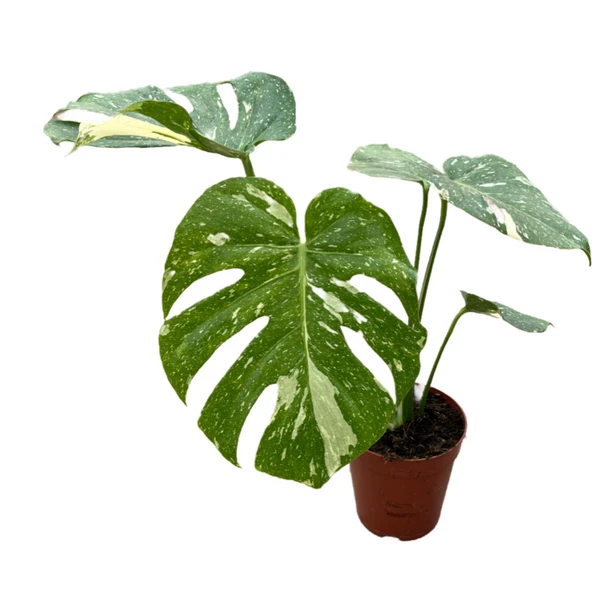 Monstera Deliciosa 'Thai Constellation' (Deve Tabanı) ürün görseli