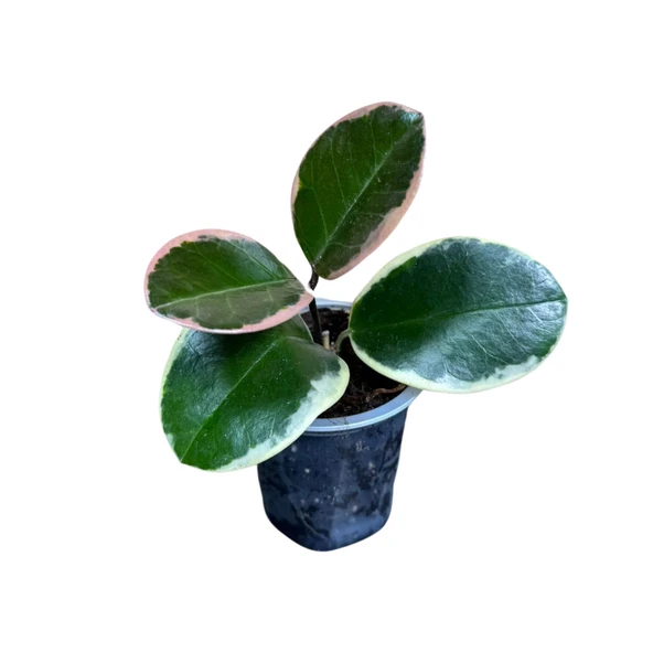 Hoya Australis 'Blondie' (Mum Çiçeği) ürün görseli