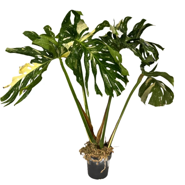 Monstera Deliciosa 'Thai Constellation' (Deve Tabanı) ürün görseli