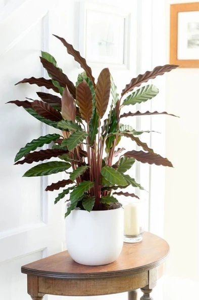 Calathea Rufibarba Wavestar Kalatya Dua Çiçeği Canlı Salon Bitkisi 20 - 40 Cm - Resim 3