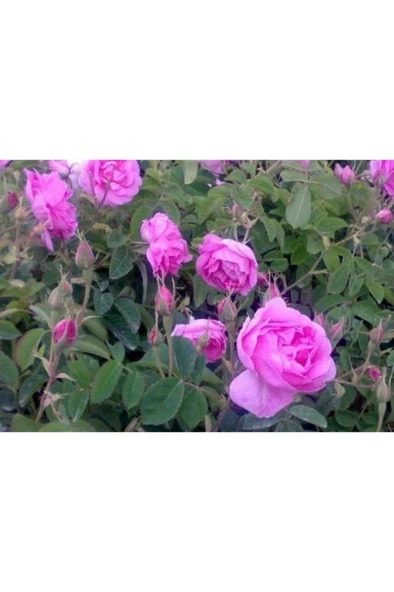 Yoğun Kokulu Yediveren Isparta Gülü Fidanı 10-20 cm - Resim 3