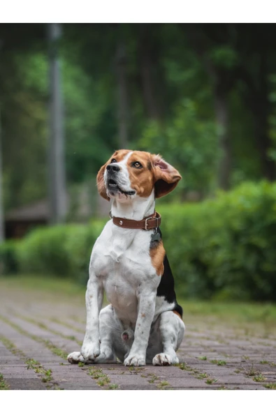 ARMOR COAT Köpek Bakım Spreyi Hindistan Cevizi Kokulu 75 ml - 2