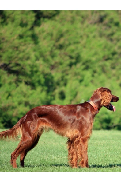 ARMOR COAT Köpek Bakım Spreyi Böğürtlen Kokulu 75 ml - 2