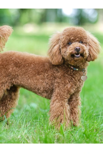 ARMOR COAT Köpek Bakım Spreyi Çilek Kokulu 75 ml - 2