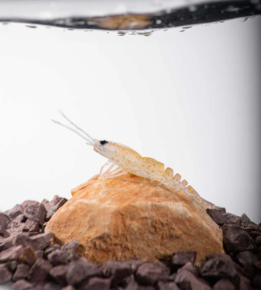 BEZLİ KARİDES 55 BAL AÇIK 30P - 4