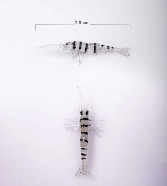 BEZLİ KARİDES 75 ŞEFFAF/SİYAH 20P - 3