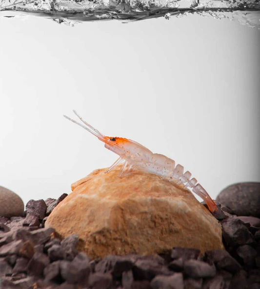 BEZLİ KARİDES 55 KIRMIZI KAFA ŞEFFAF SİM 30P - 4