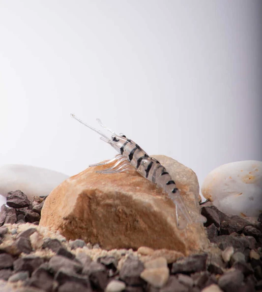 BEZLİ KARİDES 75 ŞEFFAF/SİYAH 20P - 2