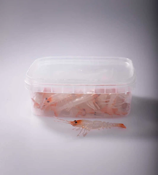 BEZLİ KARİDES 55 KIRMIZI KAFA ŞEFFAF SİM 30P - 6