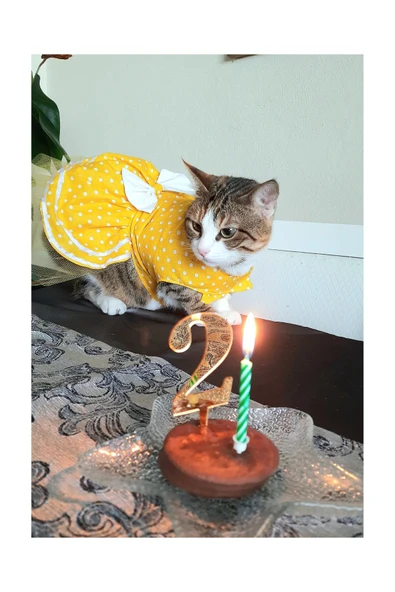 Gobo Sarı Puantiyeli Beyaz Papyonlu Kedi Köpek Kıyafeti Elbisesi Small/s/beden 1 - 7