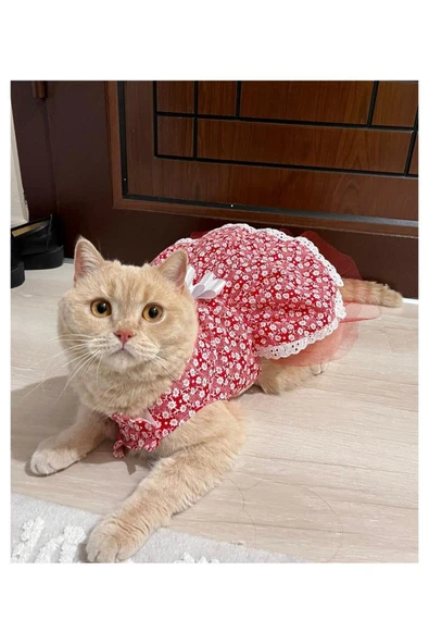 Gobo Beyaz Çiçek Desenli Fiyonklu Kırmızı Kedi Köpek Kıyafeti Elbisesi - Resim 2