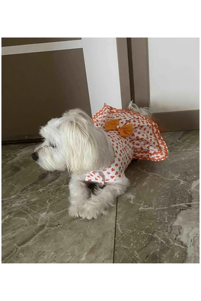 Gobo Turuncu Yaprak Desenli Papyonlu Beyaz Kedi Köpek Kıyafeti Elbisesi - Resim 2
