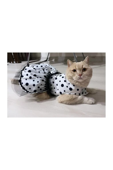 Gobo Siyah Puantiyeli Beyaz Dişi Kedi Köpek Kıyafeti Elbisesi - Resim 2