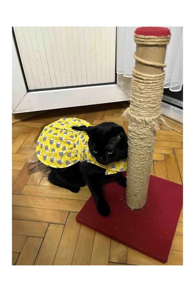 Gobo Arı Desenli Sarı Kedi Köpek Kıyafeti Elbisesi XSmall/XS/Beden 0 - Resim 4