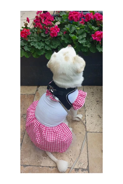 Gobo Pembe Kareli Papyonlu Dişi Kedi Köpek Kıyafeti Elbisesi XLarge/XL/Beden 4 - Resim 6