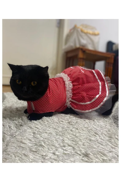 Gobo Beyaz Puantiyeli Kurdeleli Kırmızı Dişi Kedi Köpek Kıyafeti Elbisesi XLarge/XL/Beden 4 - Resim 2