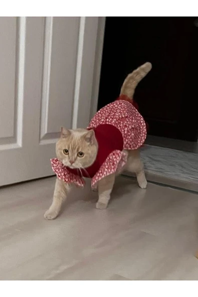 Gobo Çiçek Desenli Papyonlu Kırmızı Kedi Köpek Kıyafeti Elbisesi - Resim 7