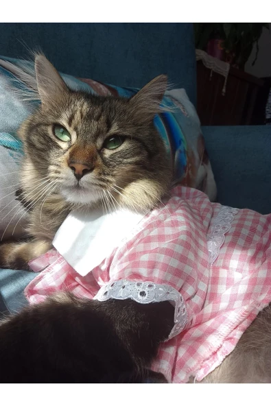 Gobo Kurdeleli Pembe Dişi Gömlek Kedi Köpek Kıyafeti Elbisesi