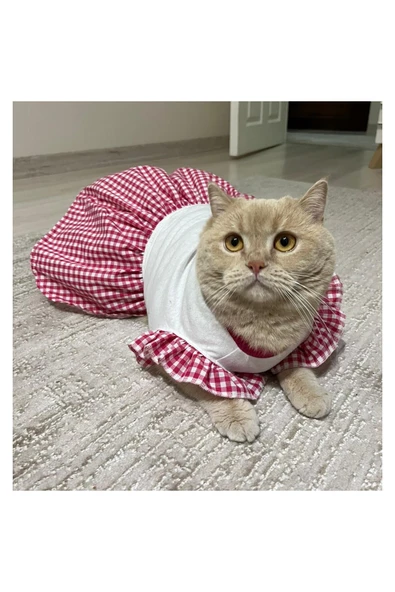 Gobo Pembe Kareli Papyonlu Dişi Kedi Köpek Kıyafeti Elbisesi Small/S/Beden 1 - Resim 5