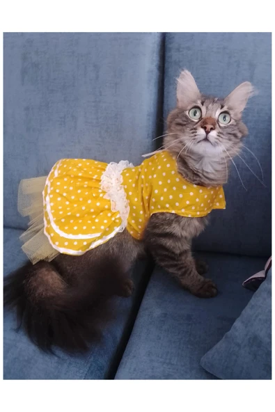 Gobo Sarı Puantiyeli Kurdeleli Kedi Köpek Kıyafeti Elbisesi - Resim 2