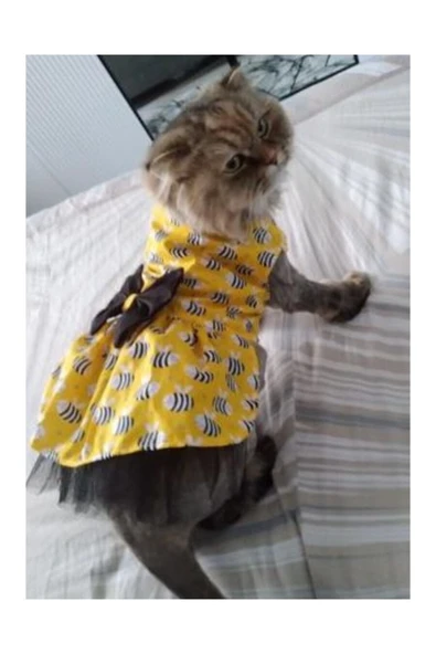 Gobo Arı Desenli Sarı Kedi Köpek Kıyafeti Elbisesi - Resim 6