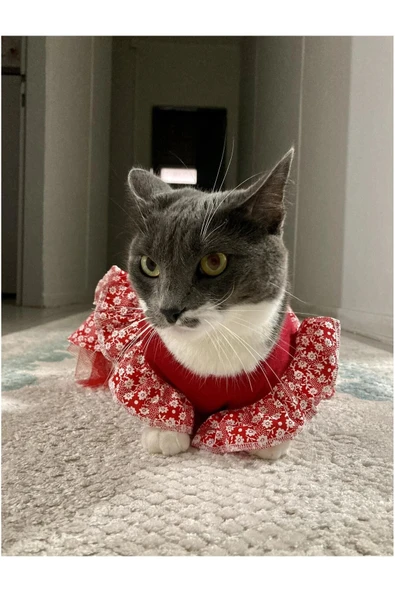 Gobo Çiçek Desenli Papyonlu Kırmızı Kedi Köpek Kıyafeti Elbisesi - Resim 4