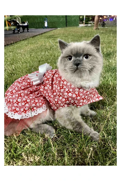 Gobo Beyaz Çiçek Desenli Fiyonklu Kırmızı Kedi Köpek Kıyafeti Elbisesi - Resim 4