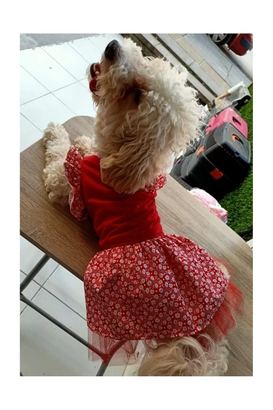 Gobo Çiçek Desenli Papyonlu Kırmızı Kedi Kıyafeti Elbisesi Medium/m/beden 2 - Resim 5