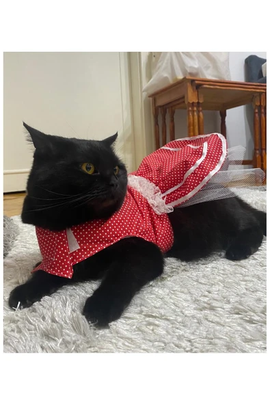 Gobo Beyaz Puantiyeli Kurdeleli Kırmızı Dişi Kedi Köpek Kıyafeti Elbisesi XLarge/XL/Beden 4 - Resim 3