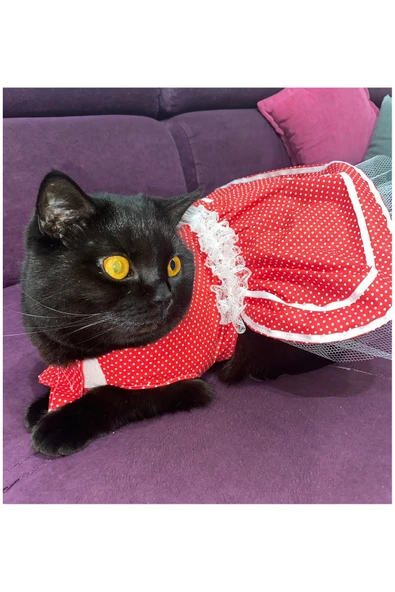 Gobo Beyaz Puantiyeli Kurdeleli Kırmızı Dişi Kedi Köpek Kıyafeti Elbisesi Large/L/Beden 3 - Resim 5