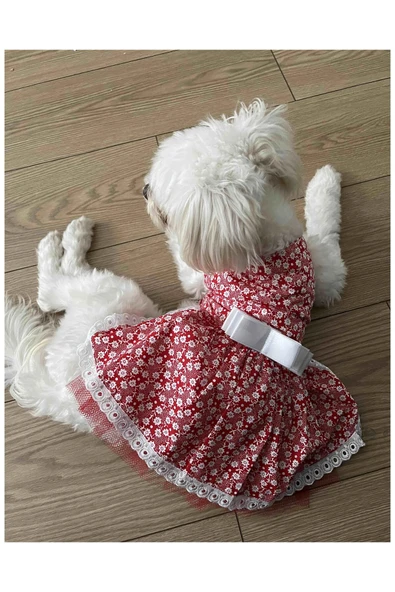 Gobo Beyaz Çiçek Desenli Fiyonklu Kırmızı Kedi Köpek Kıyafeti Elbisesi Medium/m/beden 2 - 4