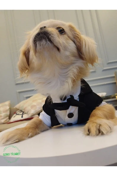 Gobo Siyah Papyonlu Smokin Damatlık Kedi ve Köpek Elbisesi Kıyafeti Takım Elbise XXLarge/XXL/Beden 5 - Resim 4