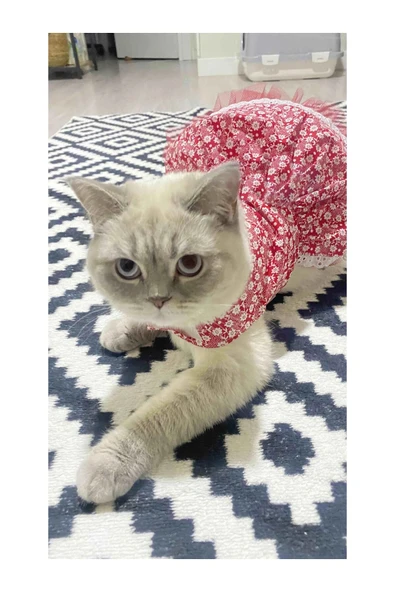 Gobo Beyaz Çiçek Desenli Kurdeleli Kırmızı Kedi Köpek Kıyafeti Elbisesi ürün görseli