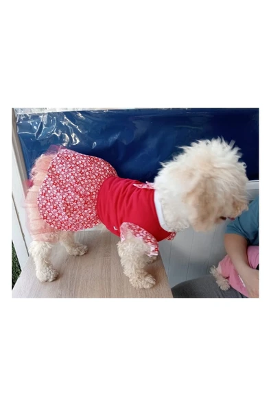 Gobo Çiçek Desenli Papyonlu Kırmızı Kedi Köpek Kıyafeti Elbisesi Large/l/beden 3 - Resim 4